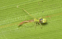 Miagrammopes flavus