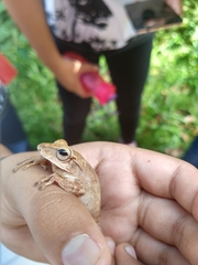 Boana multifasciata