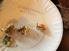 Steccherinum bourdotii