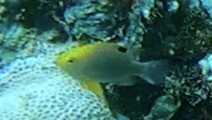 Talbot's Damsel