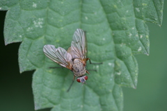 Helina impuncta