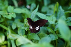 Papilio castor formosanus
