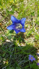 Gentiana clusii clusii
