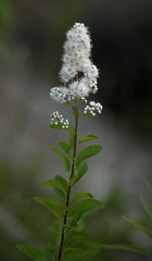 Spiraea alba alba