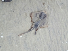 Rostroraja eglanteria