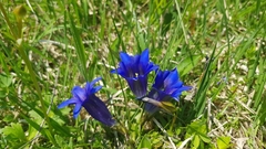 Gentiana clusii clusii