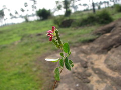 Alysicarpus monilifer