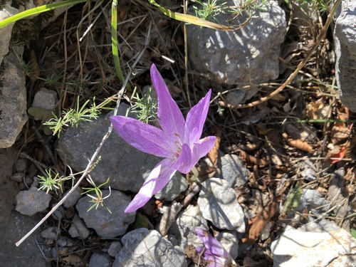 Colchicum haynaldii