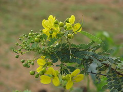 Senna auriculata