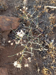 Asclepias stellifera