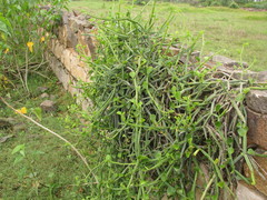 Cissus quadrangularis