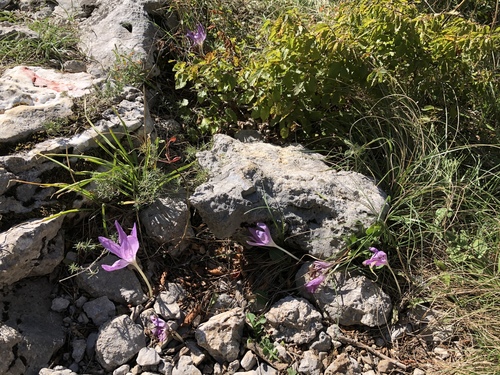 Colchicum haynaldii