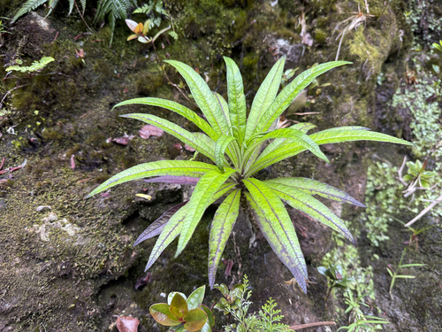 Lobelia hypoleuca observed 2025-07-01