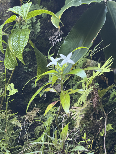 Kadua fluviatilis observed 2025-07-02