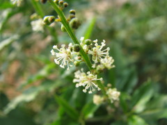 Croton bonplandianus