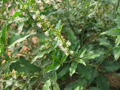 Croton bonplandianus