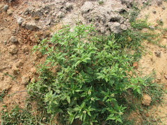 Croton bonplandianus