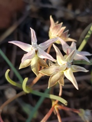 Asclepias stellifera