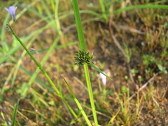 Cyperus difformis