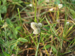 Cyperus dubius dubius
