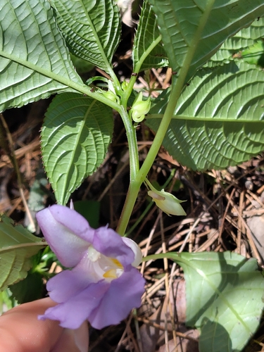 Toothed busy lizzie (Impatiens arguta)