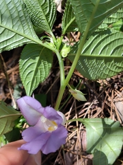 Impatiens arguta, photograph Manuel R Popp, CC BY, iNaturalist via GBIF