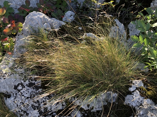 kostrava (Festuca)
