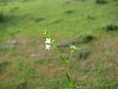 Hedyotis fruticosa
