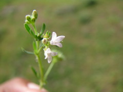 Hedyotis fruticosa