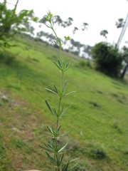 Hedyotis fruticosa