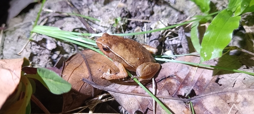 Kalophrynus pleurostigma
