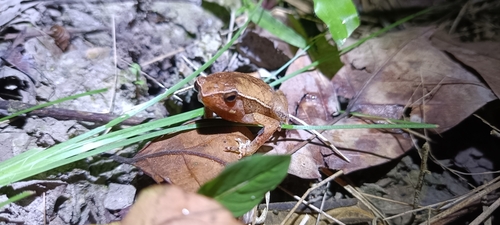 Kalophrynus pleurostigma