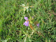 Hygrophila auriculata