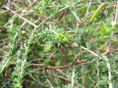 Indigofera aspalathoides