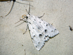 Acronicta vulpina