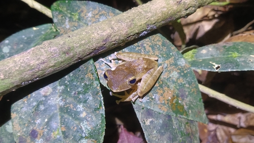 Polypedates colletti