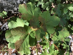 Acer opalus obtusatum