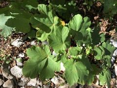 Acer opalus obtusatum