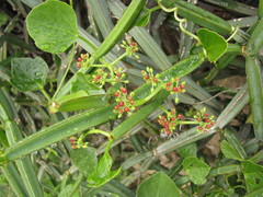 Cissus quadrangularis