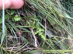 Pimpinella niitakayamensis