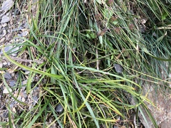 Pimpinella niitakayamensis