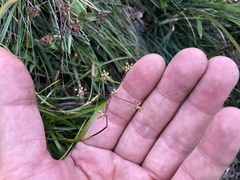Pimpinella niitakayamensis