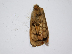 Amphipyra pyramidea