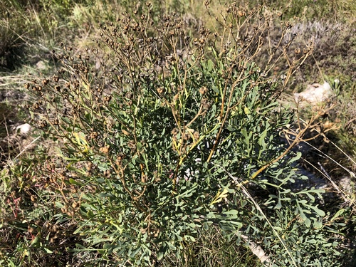 Ruta (Ruta graveolens)