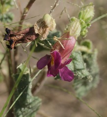 Proboscidea