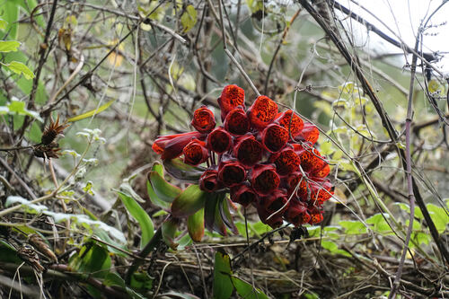 Bomarea formosissima (Bomarea formosissima)