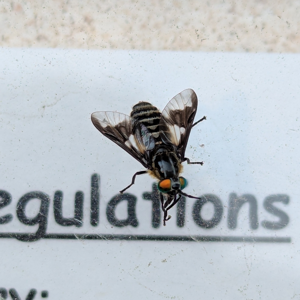Chrysops nigripes