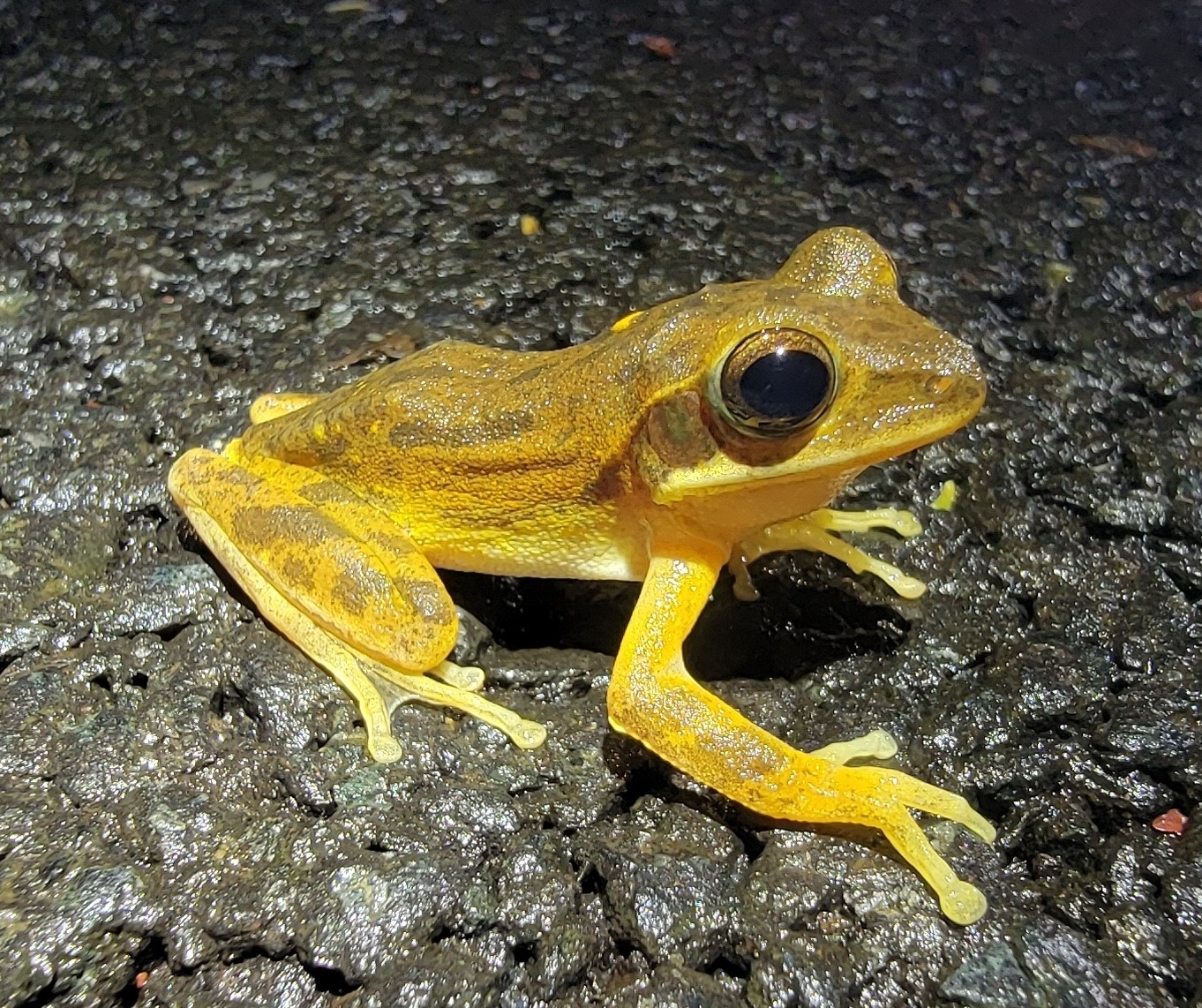 Big-Headed Whipping Frog