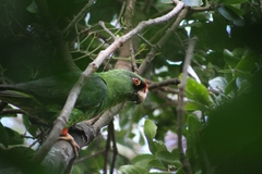 Poicephalus gulielmi
