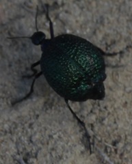 Cysteodemus wislizeni